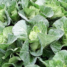 Keep Cropping Cabbage Plants - Winterjewel