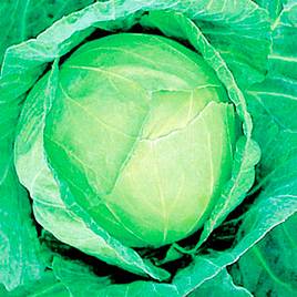 Cabbage Golden Acre - Seeds