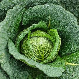Cabbage Savoy (Organic) Seeds - Vertus