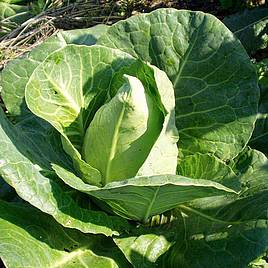 Cabbage (Organic) Seeds - Chateaurenard