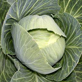 Cabbage (Organic) Seeds - Drago F1