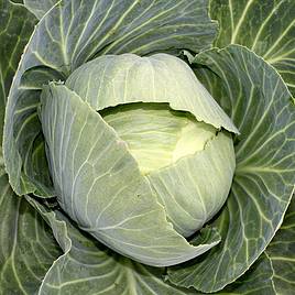 Cabbage Drago F1 - Organic Seeds