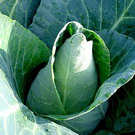 Cabbage (Organic) Seeds - Caraflex F1