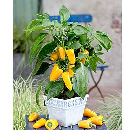 Sweet Pepper Pillar Yellow