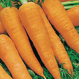 Carrot (Organic) Seeds - Autumn King 2