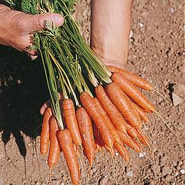 Carrot Seeds - Ideal Red