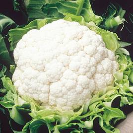 Cauliflower Aalsmeer - Seeds
