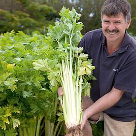 Celery Seeds - Loretta