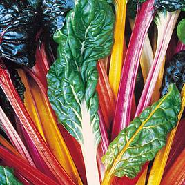 Leaf Beet (Organic) Seeds - Rainbow Chard