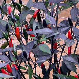 Pepper Chilli Seeds - Zimbabwe Black