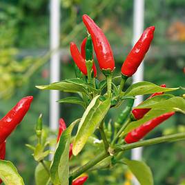 Chilli Pepper Plant - Tabasco