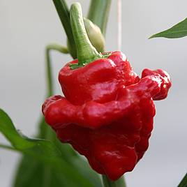 Chilli Pepper Scotch Bonnet Red