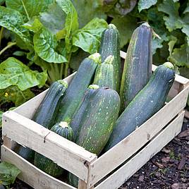 Courgette (Organic) Seeds - Black Beauty