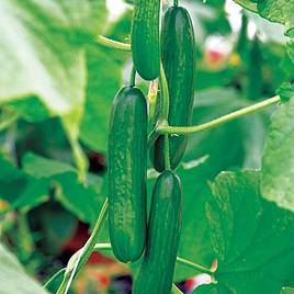 Cucumber (Organic) Seeds - Passandra F1