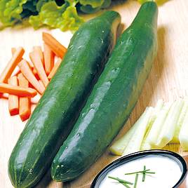 Cucumber Seeds - Telegraph Improved