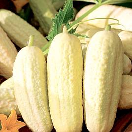 Cucumber White Wonder - Seeds