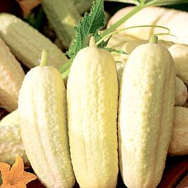 H-19 Little Leaf Cucumber (Organic 57 Days) – Pinetree Garden Seeds