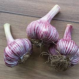 Garlic Bulbs - Rose Wight