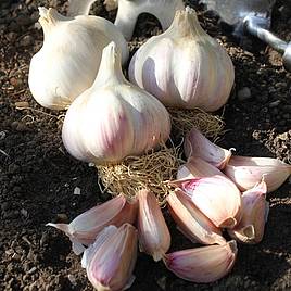 Garlic Bulbs - Kingsland Wight