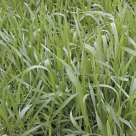 Hungarian Grazing Rye (Green Manure) - Organic Seeds
