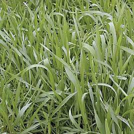 Green Manure - Hungarian Grazing Rye 112G (7Sqm)