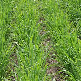 Oats Black (Green Manure)(Japanese) - Organic Seeds