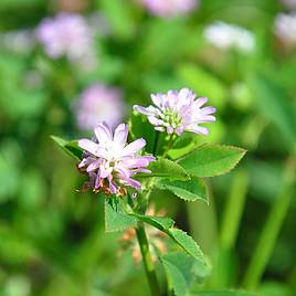 Persian Clover (Green Manure) - Organic Seeds