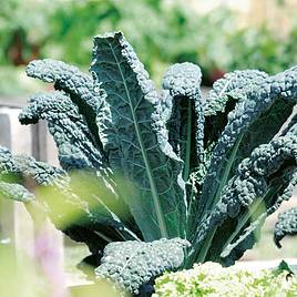 Kale (Organic) Seeds - Nero Di Toscano