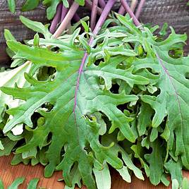 Kale Red Russian - Seeds