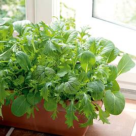 Leaf Salad Spicy Oriental Mix - Seeds