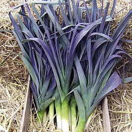 Leek Northern Lights - Seeds