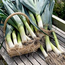 Leek Seeds - Lyon Prizetaker