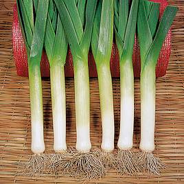Leek Bandit (Organic) - Seeds