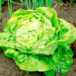 Lettuce Seeds - All-The-Year-Round