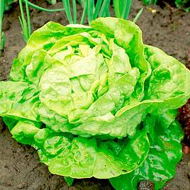 Lettuce All-The-Year-Round - Seeds