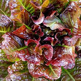 Lettuce Outredgeous (Romaine)