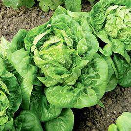 Lettuce Little Gem (Organic) - Seeds