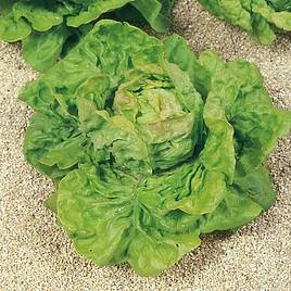 Lettuce (Organic) Seeds - May King
