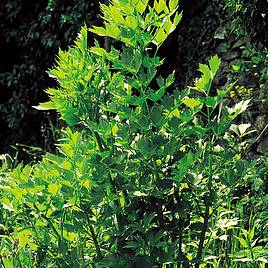 Herb (Organic) Seeds - Lovage
