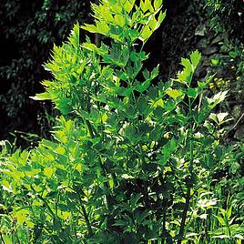 Lovage - Organic Seeds