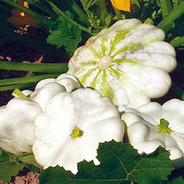 Marrow/Squash Patty Pan (Organic) Seeds - Custard White