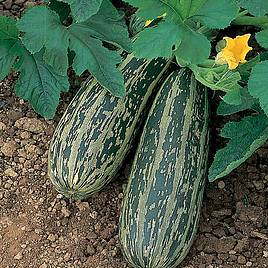 Marrow Tiger Cross - Seeds