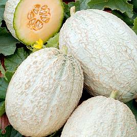 Melon Emir F1 - Seeds