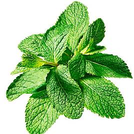 Mint - Seeds