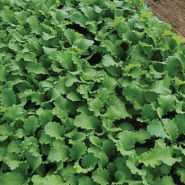 Leaf Salad Mustard Green Wave - Organic Seeds