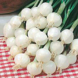 Onion Seeds - Pompei