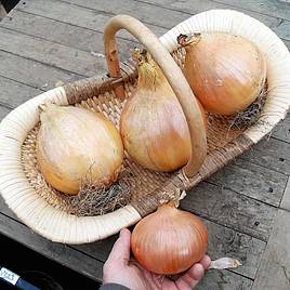 Onion Seeds - Exhibition