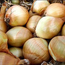 Onion Ailsa Craig - Organic Seeds