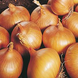 Onion Autumn Champion (Autumn Planting)