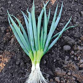 Onion Salad Ishikura Bunching - Organic Seeds